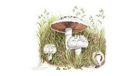 Fungi For Fun